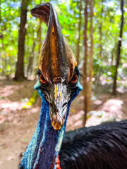 Cassowary bird