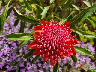 Radiant Red Waratah: Capturing Australia's Floral Majesty