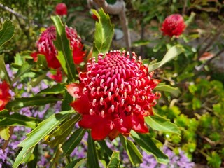 Radiant Red Waratah: Capturing Australia's Floral Majesty