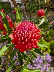 Radiant Red Waratah: Capturing Australia's Floral Majesty