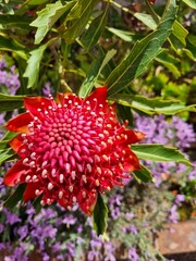Radiant Red Waratah: Capturing Australia's Floral Majesty