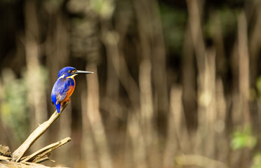 Azure kingfisher bird