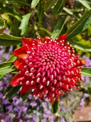 Radiant Red Waratah: Capturing Australia's Floral Majesty
