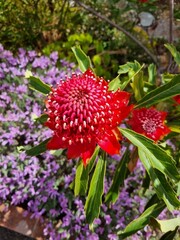Radiant Red Waratah: Capturing Australia's Floral Majesty