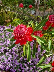 Radiant Red Waratah: Capturing Australia's Floral Majesty