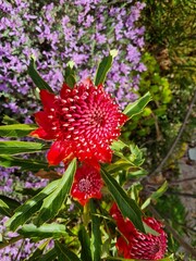 Radiant Red Waratah: Capturing Australia's Floral Majesty