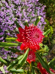 Radiant Red Waratah: Capturing Australia's Floral Majesty