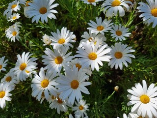 Tranquil Blooms: Captivating Camomile Flowers in Nature's Embrace