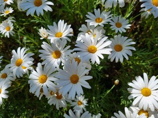 Tranquil Blooms: Captivating Camomile Flowers in Nature's Embrace