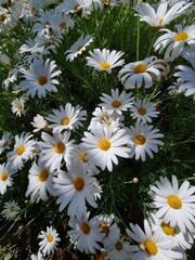 Tranquil Blooms: Captivating Camomile Flowers in Nature's Embrace