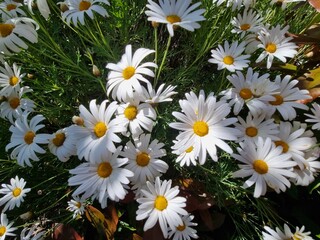 Tranquil Blooms: Captivating Camomile Flowers in Nature's Embrace