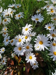 Tranquil Blooms: Captivating Camomile Flowers in Nature's Embrace