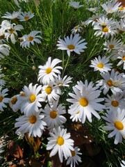 Tranquil Blooms: Captivating Camomile Flowers in Nature's Embrace