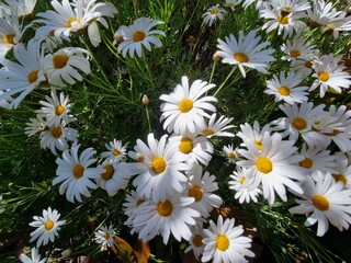 Tranquil Blooms: Captivating Camomile Flowers in Nature's Embrace