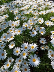 Tranquil Blooms: Captivating Camomile Flowers in Nature's Embrace