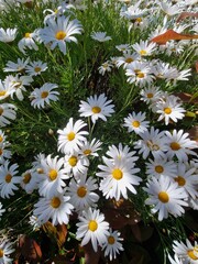 Tranquil Blooms: Captivating Camomile Flowers in Nature's Embrace