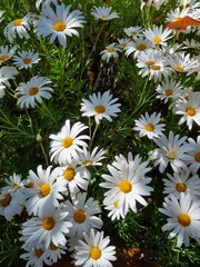 Tranquil Blooms: Captivating Camomile Flowers in Nature's Embrace