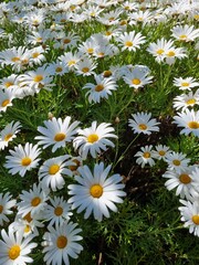 Tranquil Blooms: Captivating Camomile Flowers in Nature's Embrace