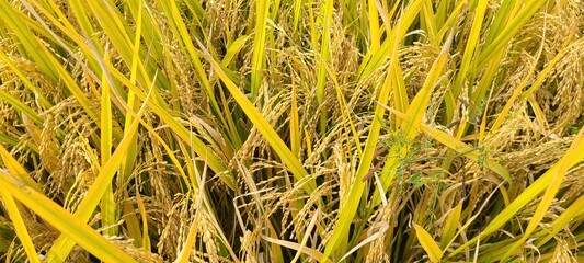 The rice is ripening in the golden field in fall.