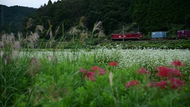 北陸新幹線敦賀延伸前の北陸本線を走るEF510牽引の貨物列車（北陸本線 細呂木 - 牛ノ谷, 2023年10月）