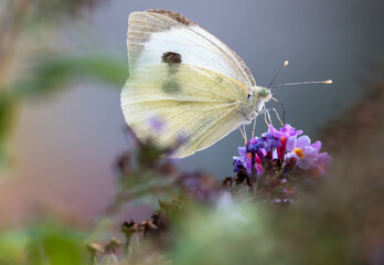 Butterfly on butterfly tree.