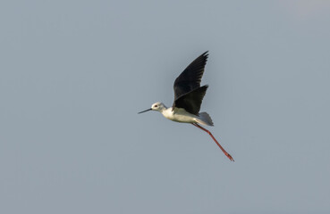 Black-winged Stilt in rise field
