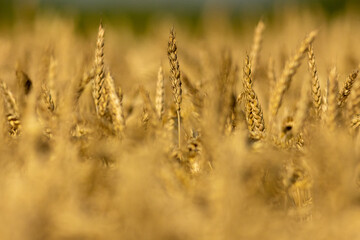 Wheat field close up before harvest