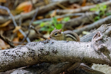 The eastern chipmunk (Tamias striatus) in the park