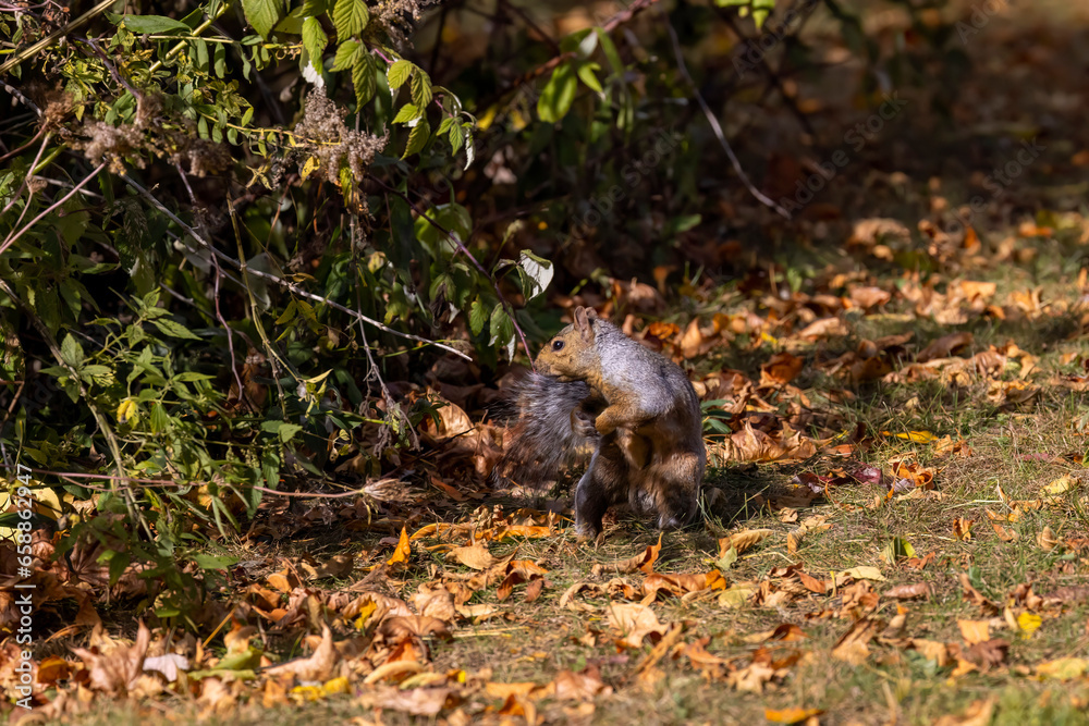 Poster The eastern gray squirrel (Sciurus carolinensis) in the park.