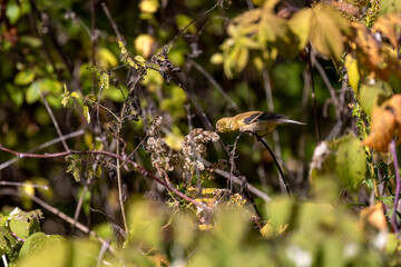 Molting American Goldfinch (Spinus tristis) eating grass seeds in autumn