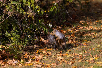 The eastern gray squirrel (Sciurus carolinensis) in the park.