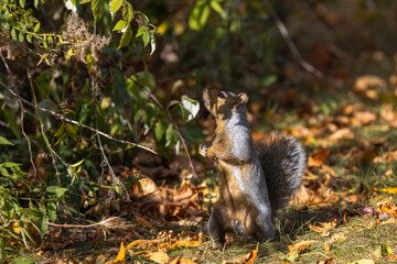 The eastern gray squirrel (Sciurus carolinensis) in the park.