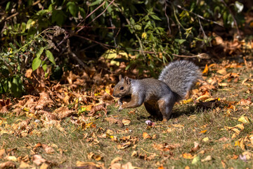 The fox squirrel (Sciurus ni..r), also known as the eastern fox squirrel or Bryant's fox squirrel on a meadow.