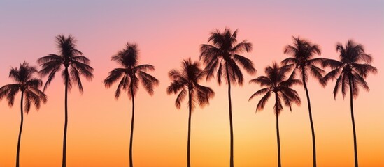 Obraz premium Silhouetted coconut palm trees with sunset color tone With copyspace for text