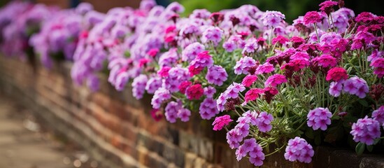 Vibrant flowerbed with purple verbena in historic Eastcote House Gardens London UK With copyspace for text