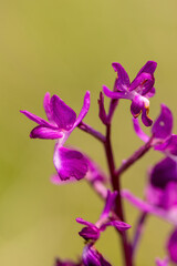 Loose-flowered Orchid (Orchis laxiflora) in natural habitat