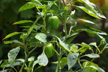 Bell pepper plant grown in a pot. The fruit has a square to hexagonal shape. The thick or thin...