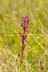 Loose-flowered Orchid (Orchis laxiflora) in natural habitat