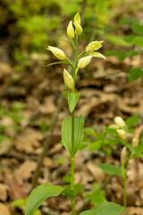 Large White Helleborine (Cephalanthera damasonium)