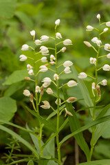 Sword-leaved helleborine