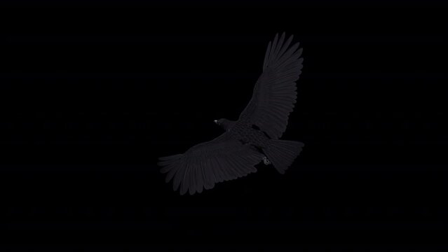 Black raven - Flying loop - Top angle view - Realistic 3d animation with alpha channel isolated on transparent background