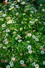 stunning white flower daisy, Bellis perennis, red flower mat, wild flowers © niltondaly