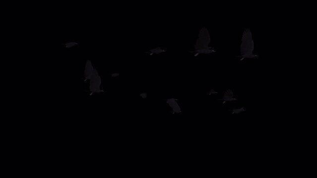 Flock of 13 Black Birds - Flying Loop - II - Side View - Realistic 3D animation with alpha channel isolated on transparent background