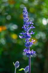 violet Delphinium or larkspur flowers, garden flowers, spring plants