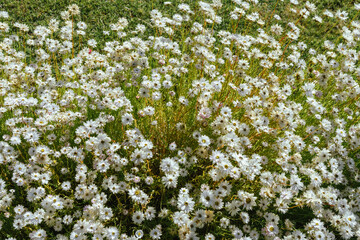 Fototapeta na wymiar garden of white asters flowers, flower mat, wild flowers