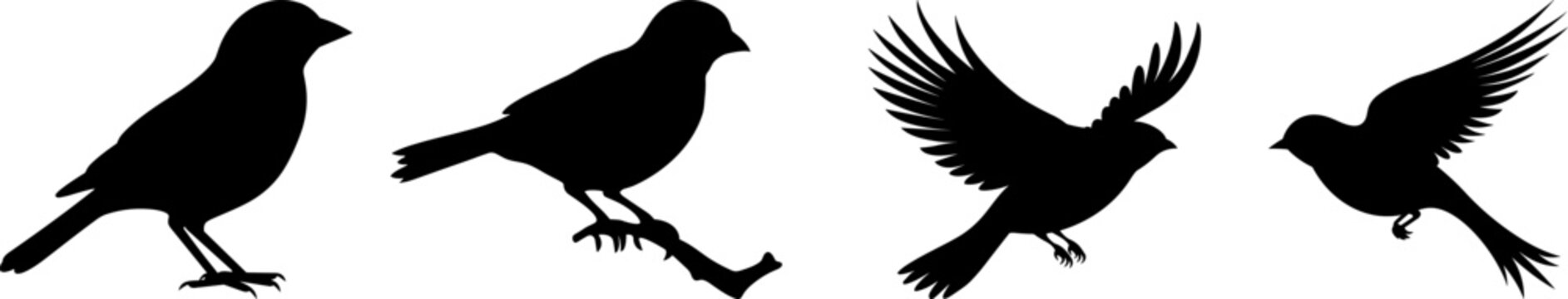 black silhouette of bird with wings and feathers vector set