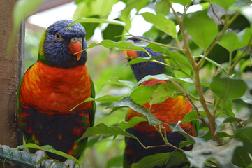 Rainbow Lorikeet on a branch