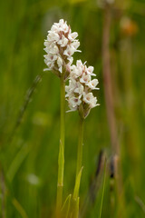 Fototapeta premium Frivald`s Orchid (Gymnadenia frivaldii) in natural habitat