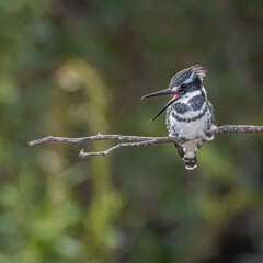 Pied Kingfisher on a Branch. 