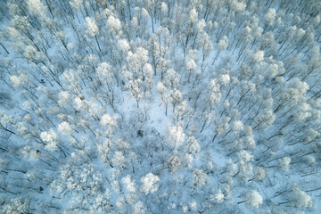 Aerial view of snow covered white forest with frozen trees in cold winter. Dense wild woodland in wintertime